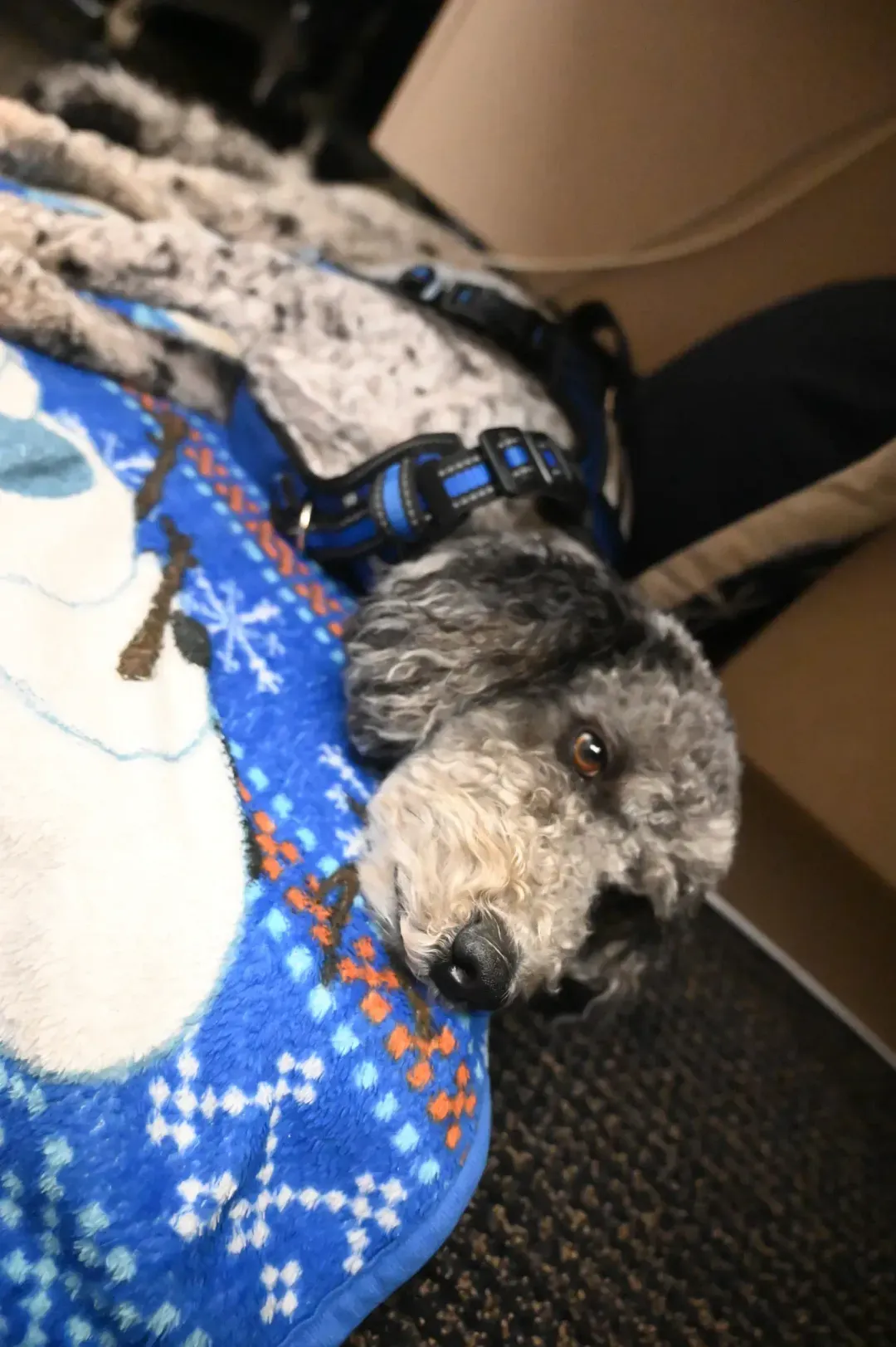 Therapy Dogs